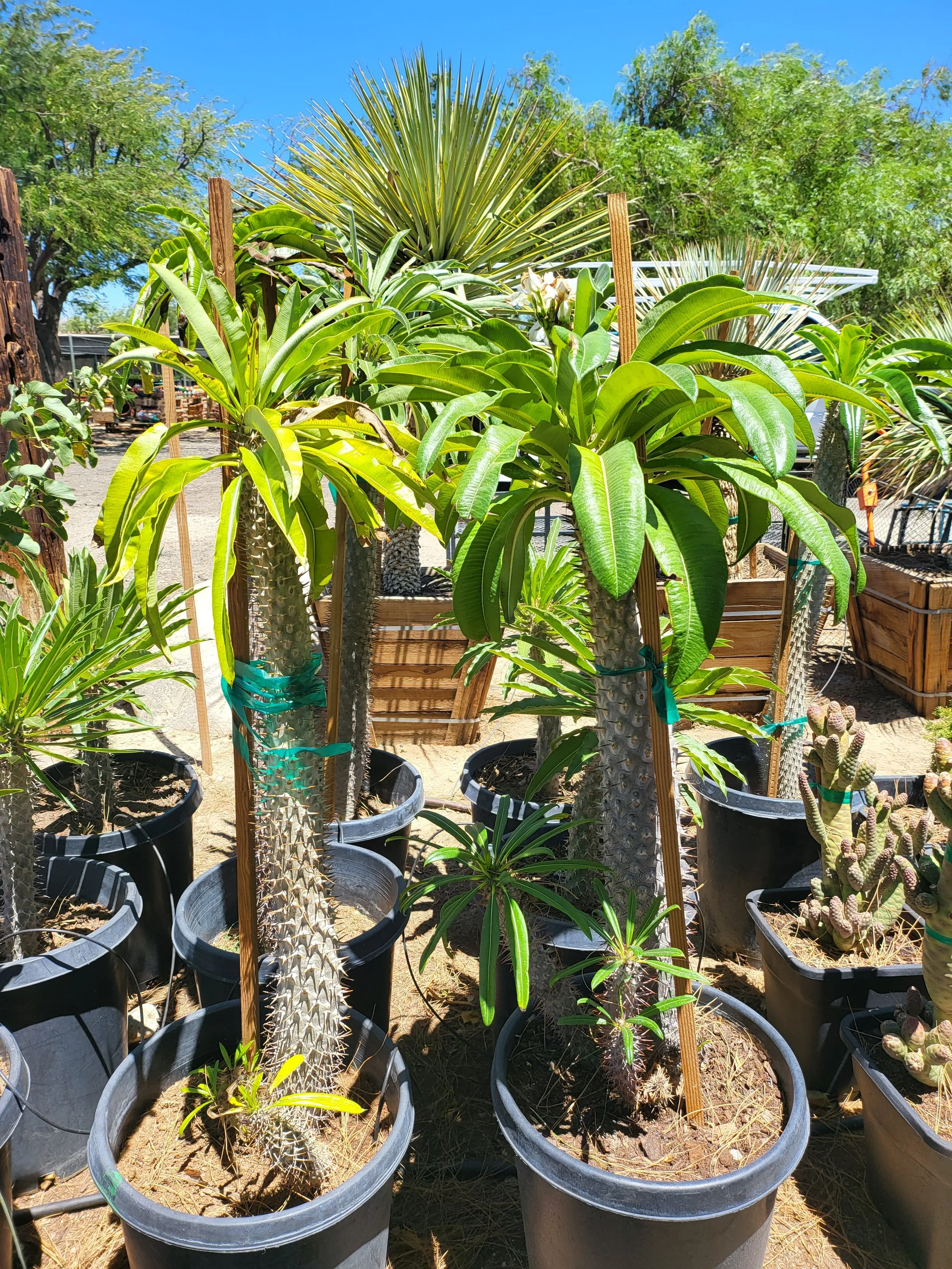 Madagascar Palm | Pachypodium Lamerei — GDNC Nursery